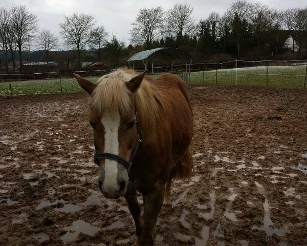 Springpferd Nicky (Haflinger, 2000, von Nintendo)