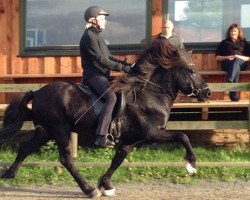 horse Erro vom Kronshof (Iceland Horse, 2007, from Teigur vom Kronshof)