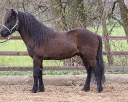 horse Eysteinn vom Kronshof (Iceland Horse, 2007, from Teigur vom Kronshof)