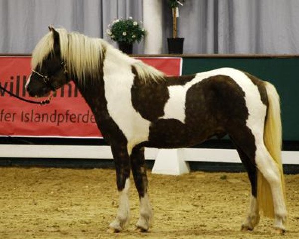 Pferd Fagur vom Chrysanthemenhof (Islandpferd, 2007, von Skinfaxi vom Gartetal)