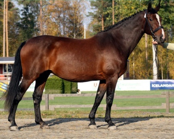 broodmare Lothlorien (Holsteiner, 1992, from Lacapo)