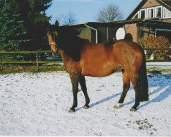 broodmare Walerie (Hanoverian, 2002, from Weltmeyer)