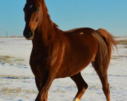 broodmare Abunacia (Mecklenburg, 1998, from Akzento)