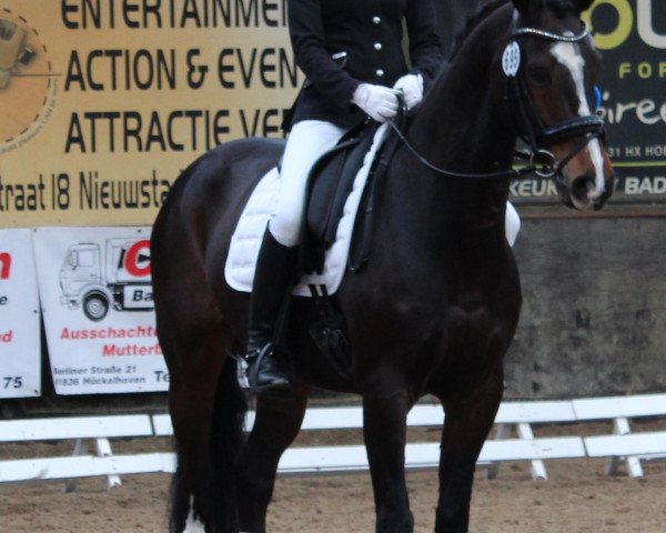 dressage horse Te Quiero 13 (KWPN (Royal Dutch Sporthorse), 2000, from Lux Z)