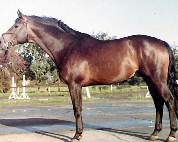 stallion Schwalbenfuerst (Trakehner, 1961, from Reichsfuerst)