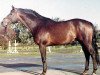 stallion Schwalbenfuerst (Trakehner, 1961, from Reichsfuerst)