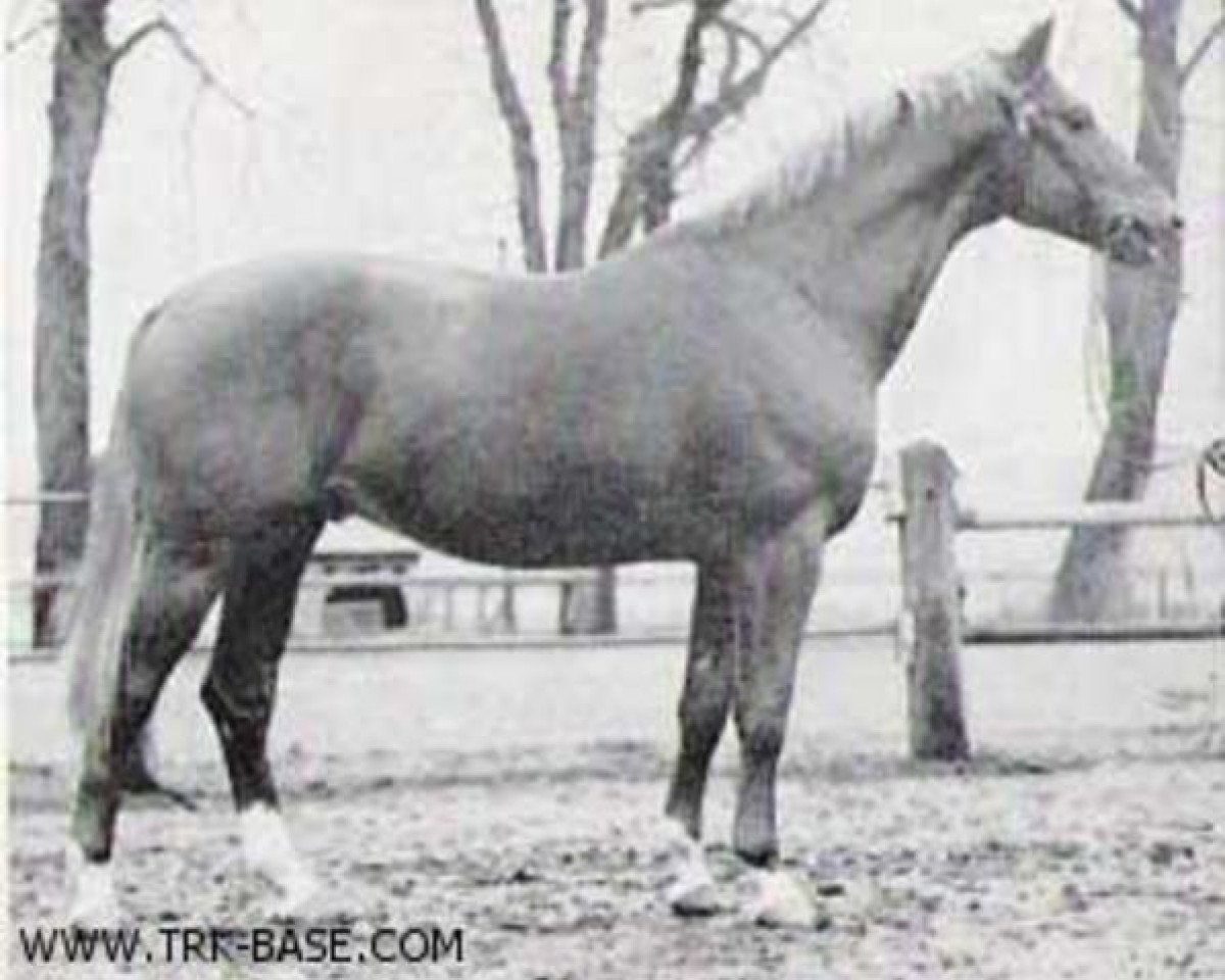 stallion Auftakt (Trakehner, 1963, from Impuls)