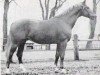 stallion Auftakt (Trakehner, 1963, from Impuls)