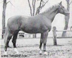 stallion Auftakt (Trakehner, 1963, from Impuls)