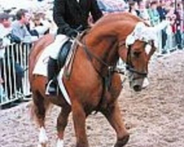 stallion Lopez (Hanoverian, 1978, from Lombard)