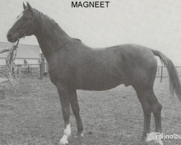 stallion Magneet (Trakehner, 1963, from Carajan)