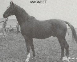 Deckhengst Magneet (Trakehner, 1963, von Carajan)