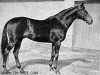 horse Alabaster xx (Thoroughbred, 1940, from Ferro xx)