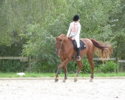 dressage horse Sa moitié (Westphalian, 2006, from Sir Donnerhall I)