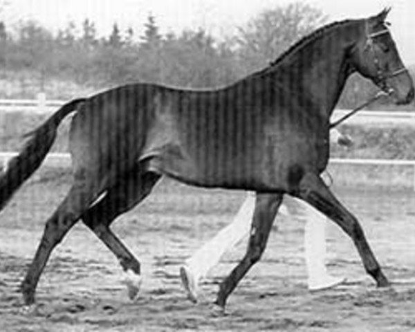 stallion Cannon Row xx (Thoroughbred, 1983, from Saville Row xx)