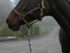 dressage horse Alassio's Girl (Oldenburg, 2008, from Alassio)