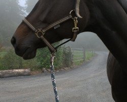 dressage horse Alassio's Girl (Oldenburg, 2008, from Alassio)