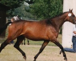 broodmare Pepelniza (Trakehner, 1989, from Sokrates)