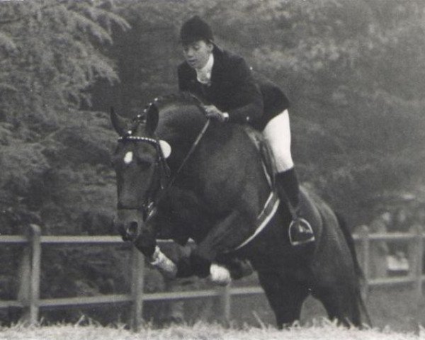 stallion Decius (Trakehner, 1970, from Kontakt)