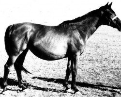 broodmare Karta 127/58 SOV (Trakehner, 1944, from Creon)