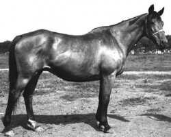 Zuchtstute Chrupkaja (Russisch Trakehner, 1956, von Chrysolit)