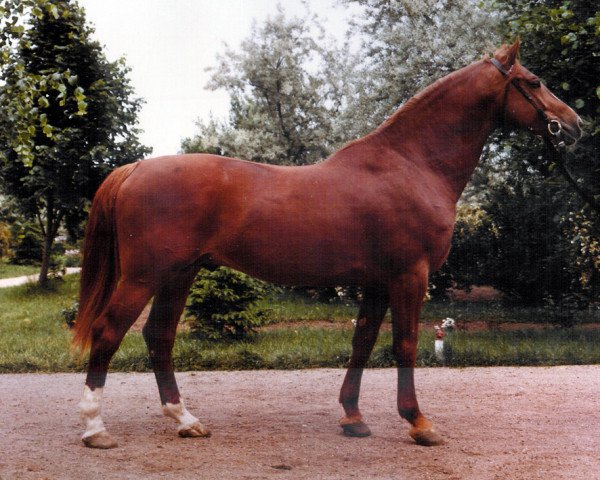 Deckhengst Toborzó I (Holsteiner, 1975, von Tumbled xx)