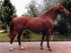 stallion Toborzó I (Holsteiner, 1975, from Tumbled xx)