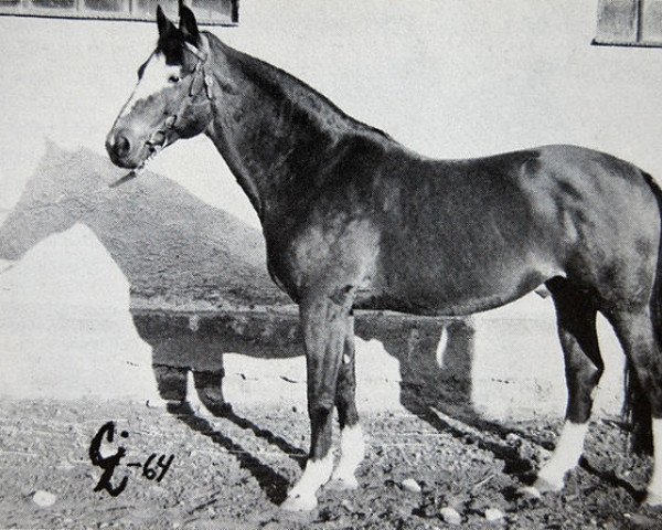 stallion Polarstern (Trakehner, 1946, from Portwein)
