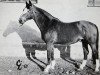 stallion Polarstern (Trakehner, 1946, from Portwein)