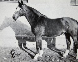 Deckhengst Polarstern (Trakehner, 1946, von Portwein)