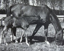 Zuchtstute Dankeschön (Trakehner, 1935, von Clan)