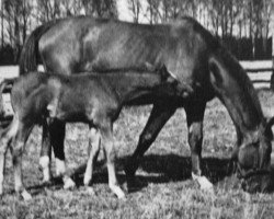 broodmare Dankeschön III (Trakehner, 1944, from Loewenritt)