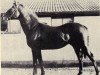 stallion Aleppo xx (Thoroughbred, 1957, from Hyperbole xx)