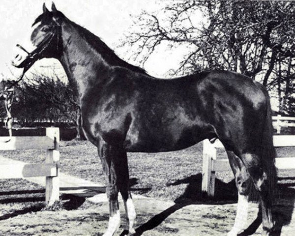 stallion Stove Friend xx (Thoroughbred, 1966, from Aleppo xx)