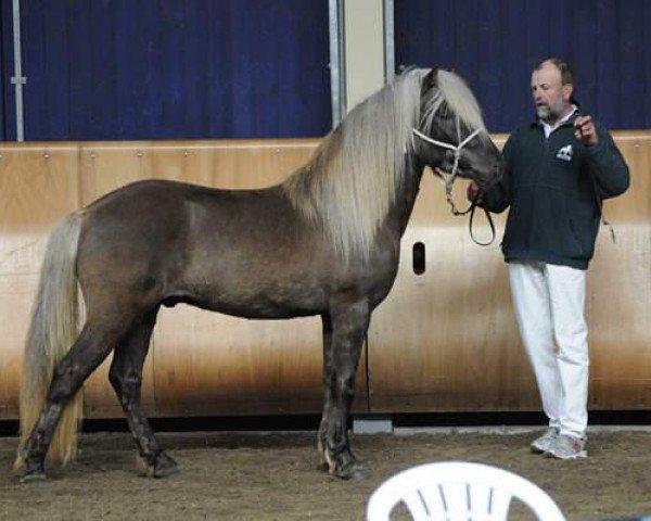 horse Finnur von Roetgen (Iceland Horse, 2007, from Glymur frá Innri-Skeljabrekku)