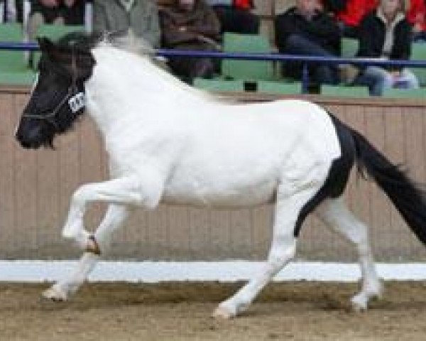 horse Fjölnir vom Kolleshof (Iceland Horse, 2007, from Lettfeti)