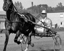 stallion Nystag (FR) (French Trotter, 1957, from Abner (FR))