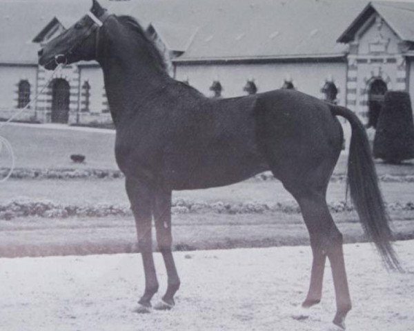 stallion Amarpour xx (Thoroughbred, 1966, from Tantième xx)