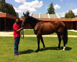 horse Casildo (Holsteiner, 2006, from Cassini II)