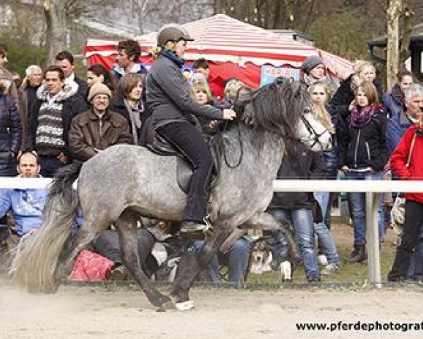 horse Föndri von Vindholar (Iceland Horse, 2007, from Tindur fra Reykjavik)