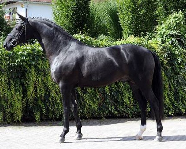 stallion Un Amore (Bavarian, 2006, from Unee BB)