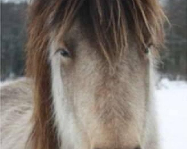 horse Fridur vom Römerberg (Iceland Horse, 2007, from Ögri frá Úlfsstöðum)