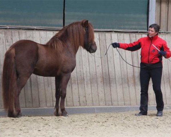 horse Fridur von Roetgen (Iceland Horse, 2007, from Dreyri von Roetgen)