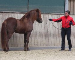 Pferd Fridur von Roetgen (Islandpferd, 2007, von Dreyri von Roetgen)