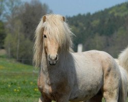 horse Björ von Hagendorf (Iceland Horse, 2007, from Brjánn frá Reyk)