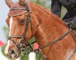 Zuchtstute Loretane F (Hessisches Warmblut, 1993, von Acalwahn)