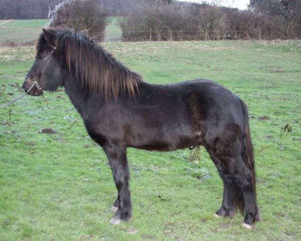 Pferd Breki fra Borg (Islandpferd, 2007, von Tjörvi fra Sunnuhvoli)