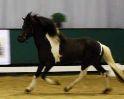 horse Byr vom Lindenhof (Iceland Horse, 2007, from Dinus von Lindenhof)