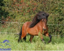 Pferd Darri von Hrafnsholt (Islandpferd, 2007, von Garri fra Reykjavik)