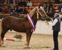 stallion Filax (Schleswig Heavy Draft, 2011, from Sultan)